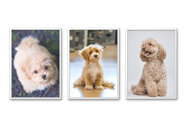 Aké typy srsti má maltipoo?